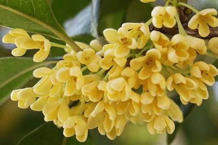 桂花小苗怎么养护