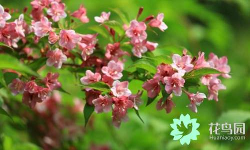 锦带花盆景怎么养
