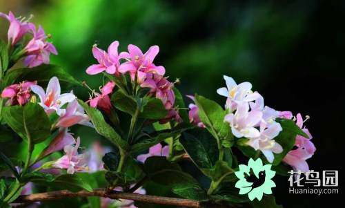 锦带花盆景怎么养