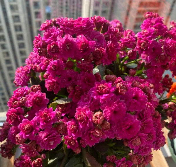 室内哪些花好养又好看