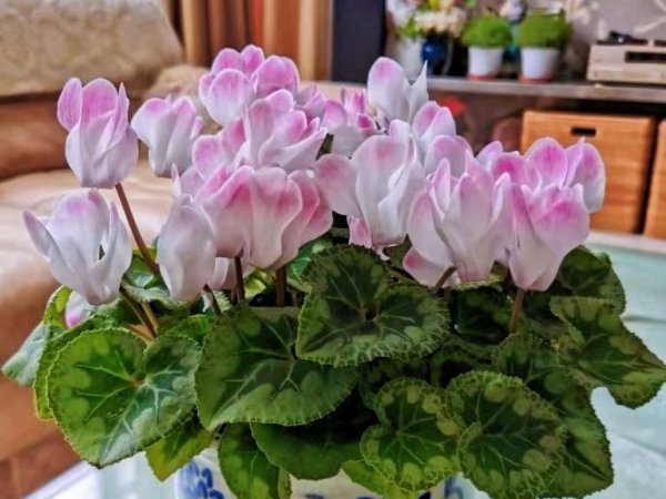 室内哪些花好养又好看