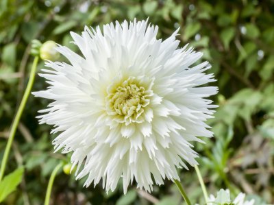 盆栽白兰花修剪教程 兰花种植技术方法