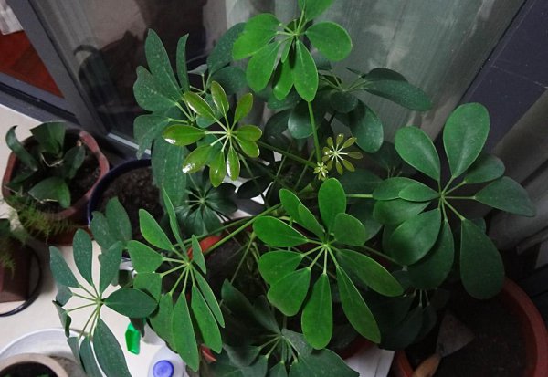 鸭掌木摆放最佳位置