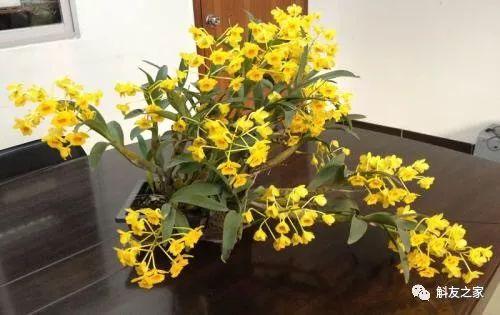 石斛兰风水寓意是什么