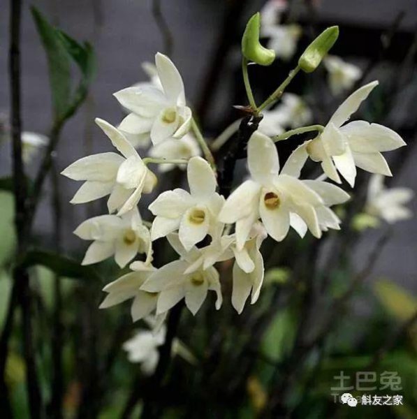石斛兰风水寓意是什么