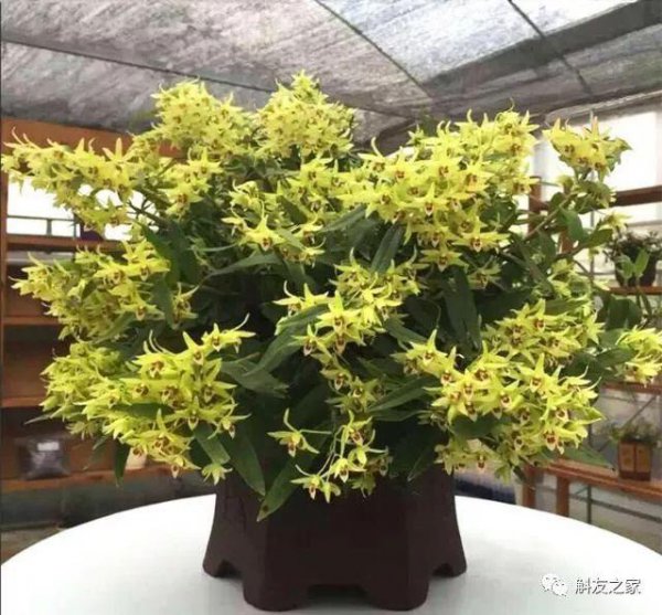 石斛兰风水寓意是什么