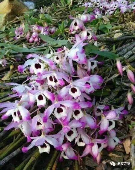 石斛兰风水寓意是什么