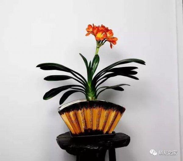 石斛兰风水寓意是什么