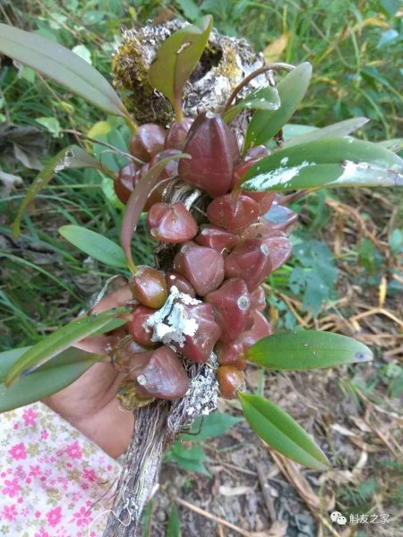 石斛兰风水寓意是什么