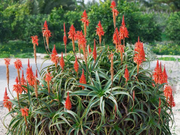 芦荟开花图片大全