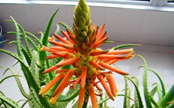 芦荟开花图片大全