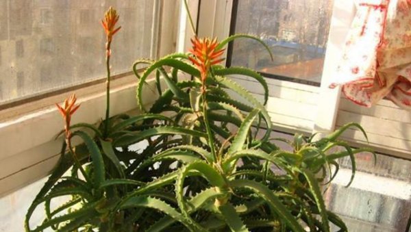 芦荟开花图片大全