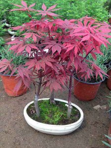红叶树盆景怎样养 红枫树盆景种植方法