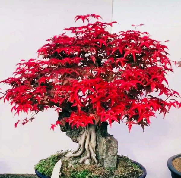 红叶树盆景怎样养