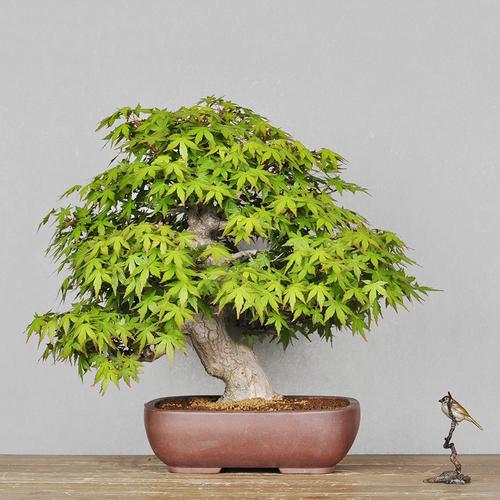 红叶树盆景怎样养