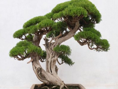 侧柏树图片盆景大全 侧柏树的繁殖方法