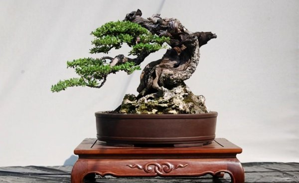 侧柏树图片盆景大全