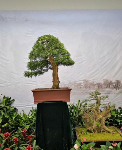 侧柏树图片盆景大全