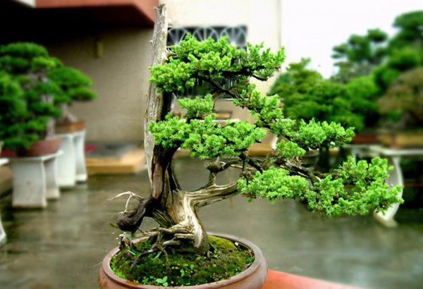 侧柏树图片盆景大全