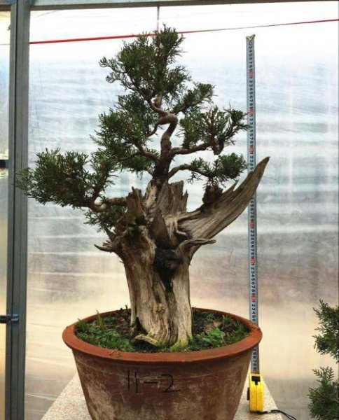 侧柏树图片盆景大全