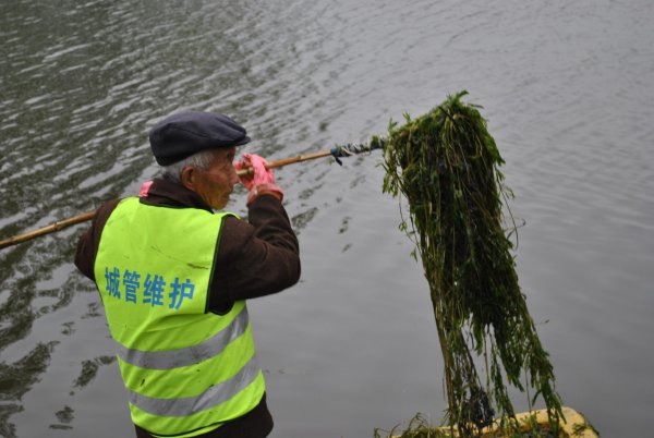 野生水草图片大全