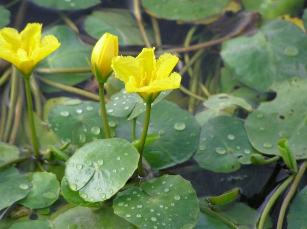 野生水草图片大全