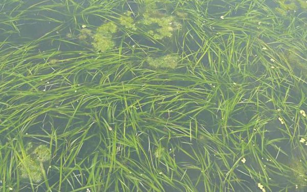野生水草图片大全