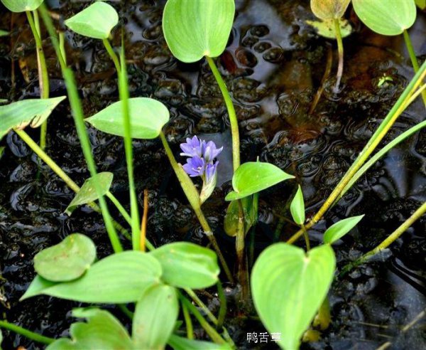 野生水草图片大全