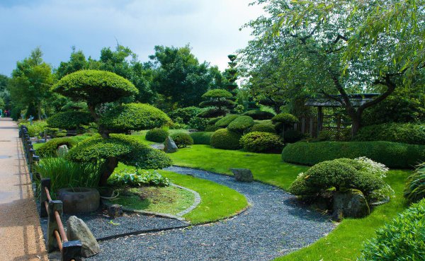 黑松盆景怎么种植