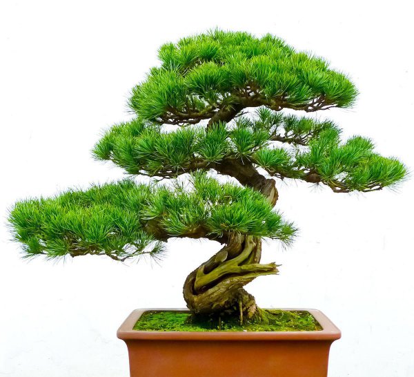 黑松盆景怎么种植