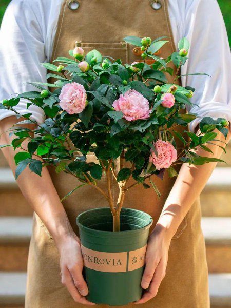 茶花有几个品种是香的
