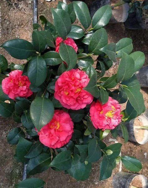 茶花有几个品种是香的
