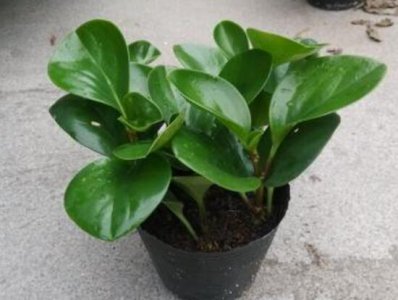 碧玉的寓意和象征风水 教你碧玉植物摆放风水