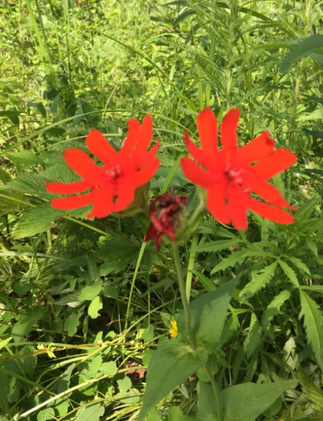 剪秋罗花长什么样子图片