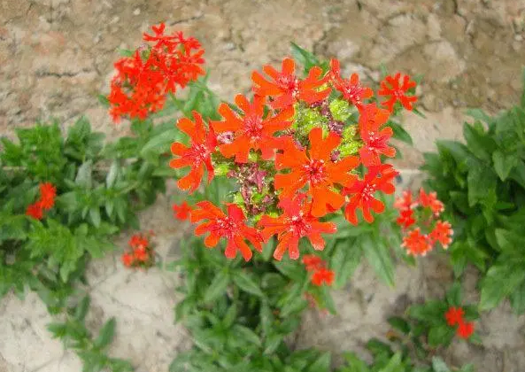 剪秋罗花长什么样子图片