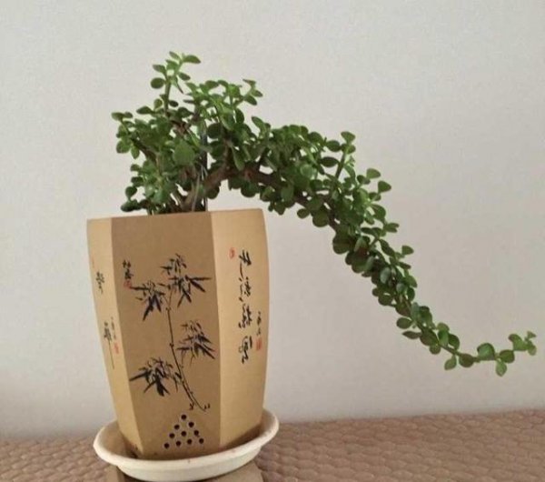 金枝玉叶老桩造型图片