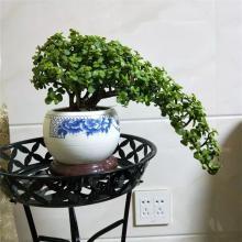 金枝玉叶老桩造型图片
