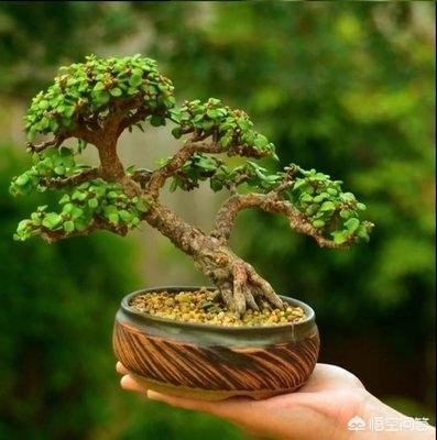 金枝玉叶老桩造型图片