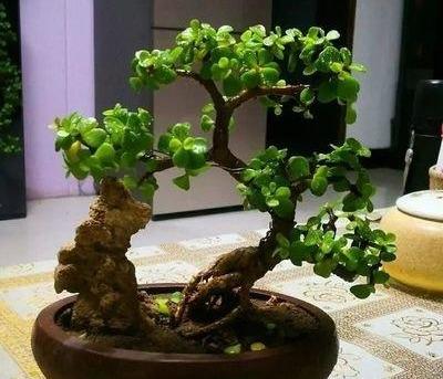 金枝玉叶老桩造型图片