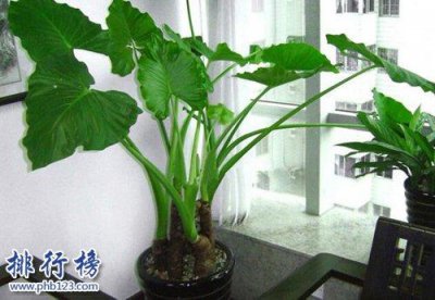家养扶?；ǖ姆缢寐?扶?；ǖ脑⒁夂拖笳?/></i><h2>家养扶?；ǖ姆缢寐?扶?；ǖ脑⒁夂拖笳?/h2><p>小编为大家说一说家养扶桑花的风水好吗和扶?；ǖ脑⒁夂拖笳鞯闹参镅承【?，具体内容如下：导语：现在非常流行在家中养一些花草，但是要注意，</p></a></li>
          </ul>
        </div>
      </div>
    </div>
    <div   id=