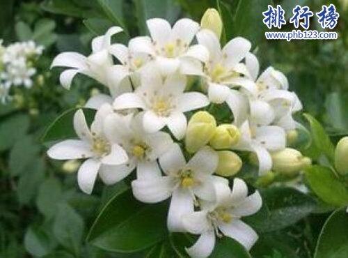 家养扶桑花的风水好吗
