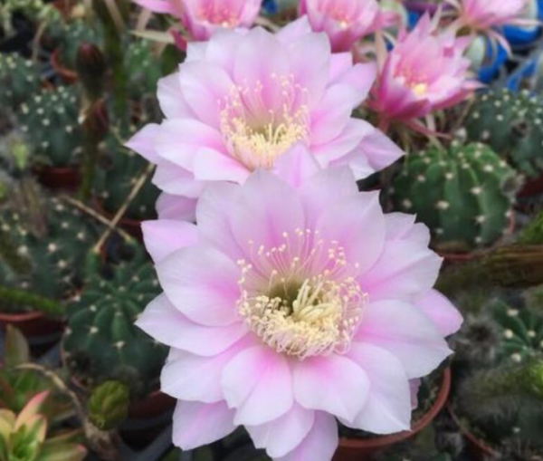 仙人球花图片及介绍品种