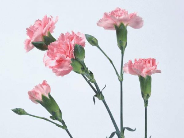 草花品种大全表图片