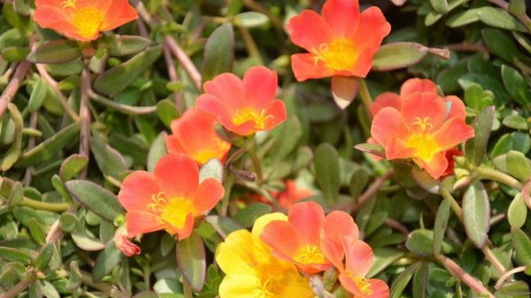 草花品种大全表图片