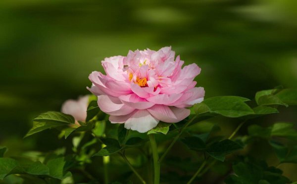 牡丹种植方法与技巧