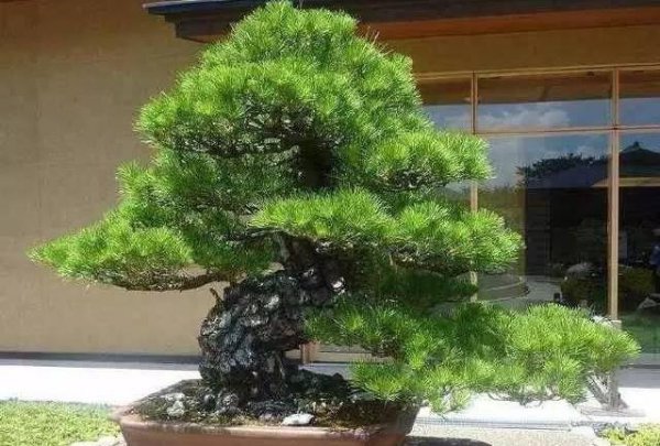 金钻罗汉松盆景如何养殖