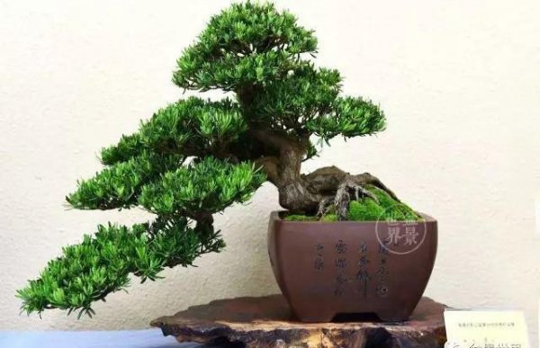 金钻罗汉松盆景如何养殖