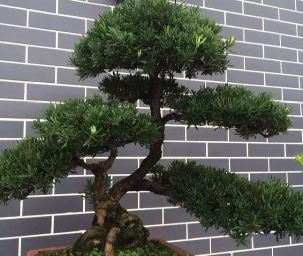 金钻罗汉松盆景如何养殖