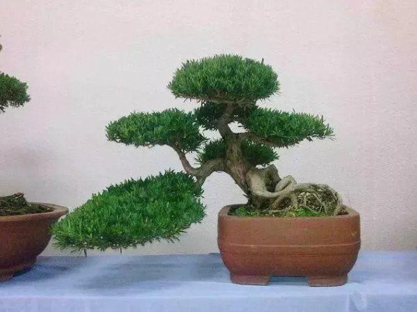 金钻罗汉松盆景如何养殖