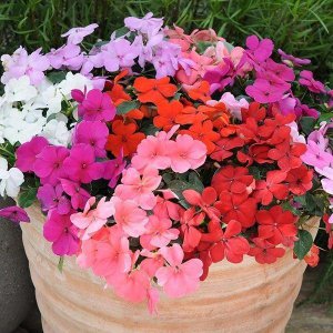 非洲凤仙花一盆栽几棵合适 凤仙花盆栽种植方法